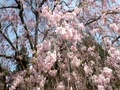 山口観音の枝垂れ桜　2016-04-06
