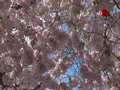 Stockholm (ストックフォルム) の桜